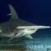 shark_hammerhead_great_bim_h_0157_bim0198.jpg